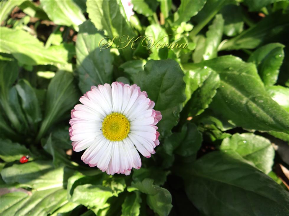 Plant with capitulum
